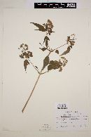 Image of Enantiophylla heydeana