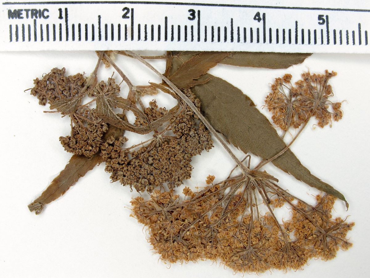 Enantiophylla heydeana image