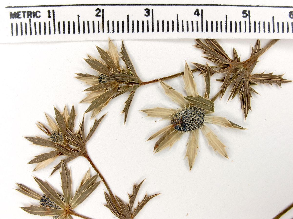 Eryngium beecheyanum image
