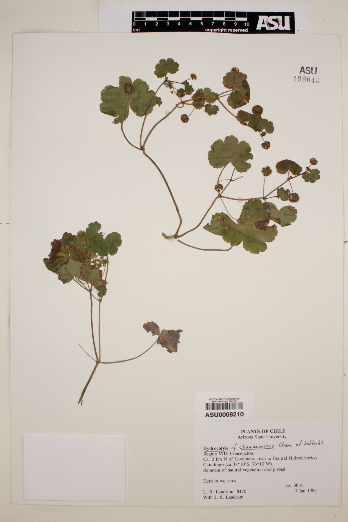 Hydrocotyle poeppigii image