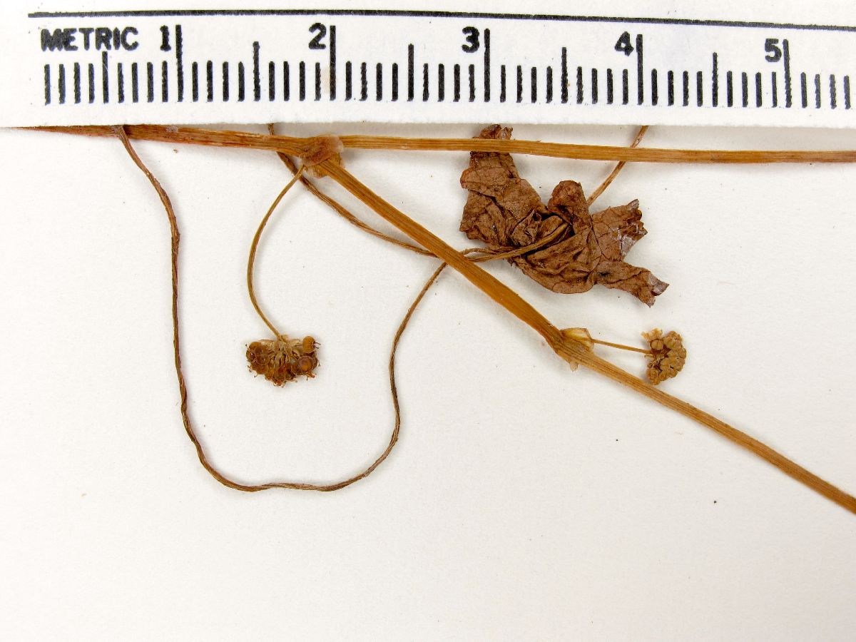 Hydrocotyle chamaemorus image