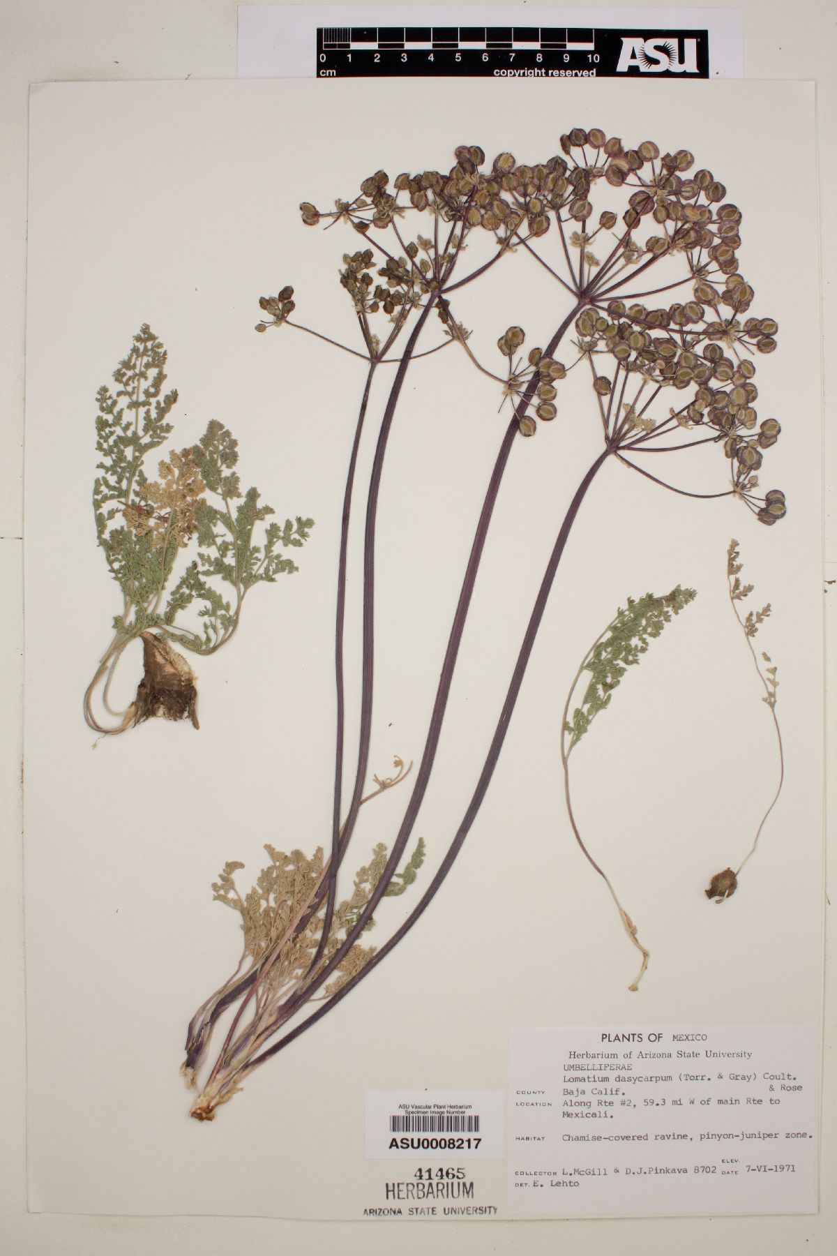 Lomatium dasycarpum image