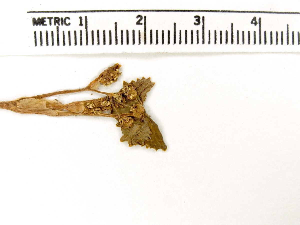 Micropleura image