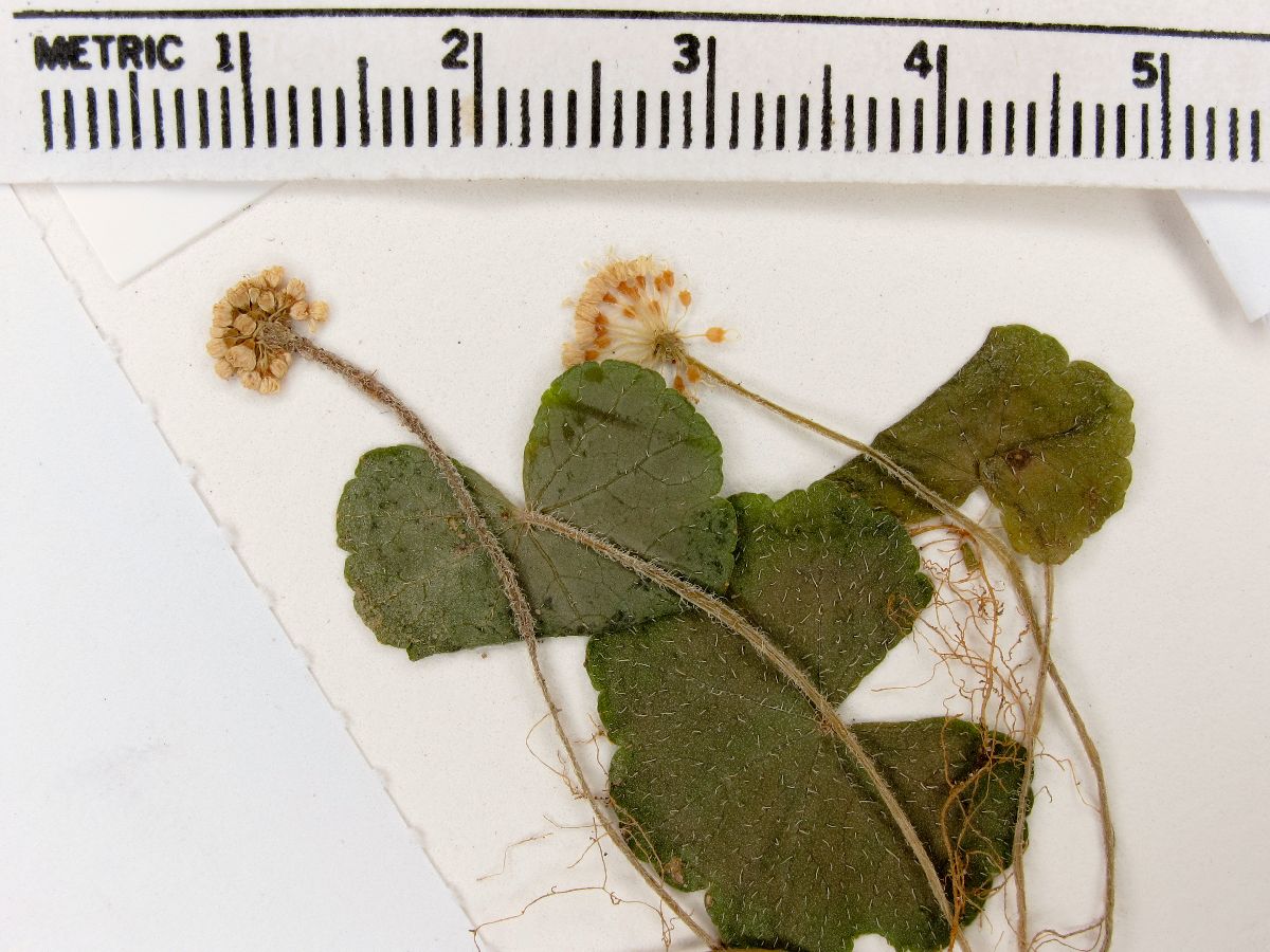 Hydrocotyle leucocephala image