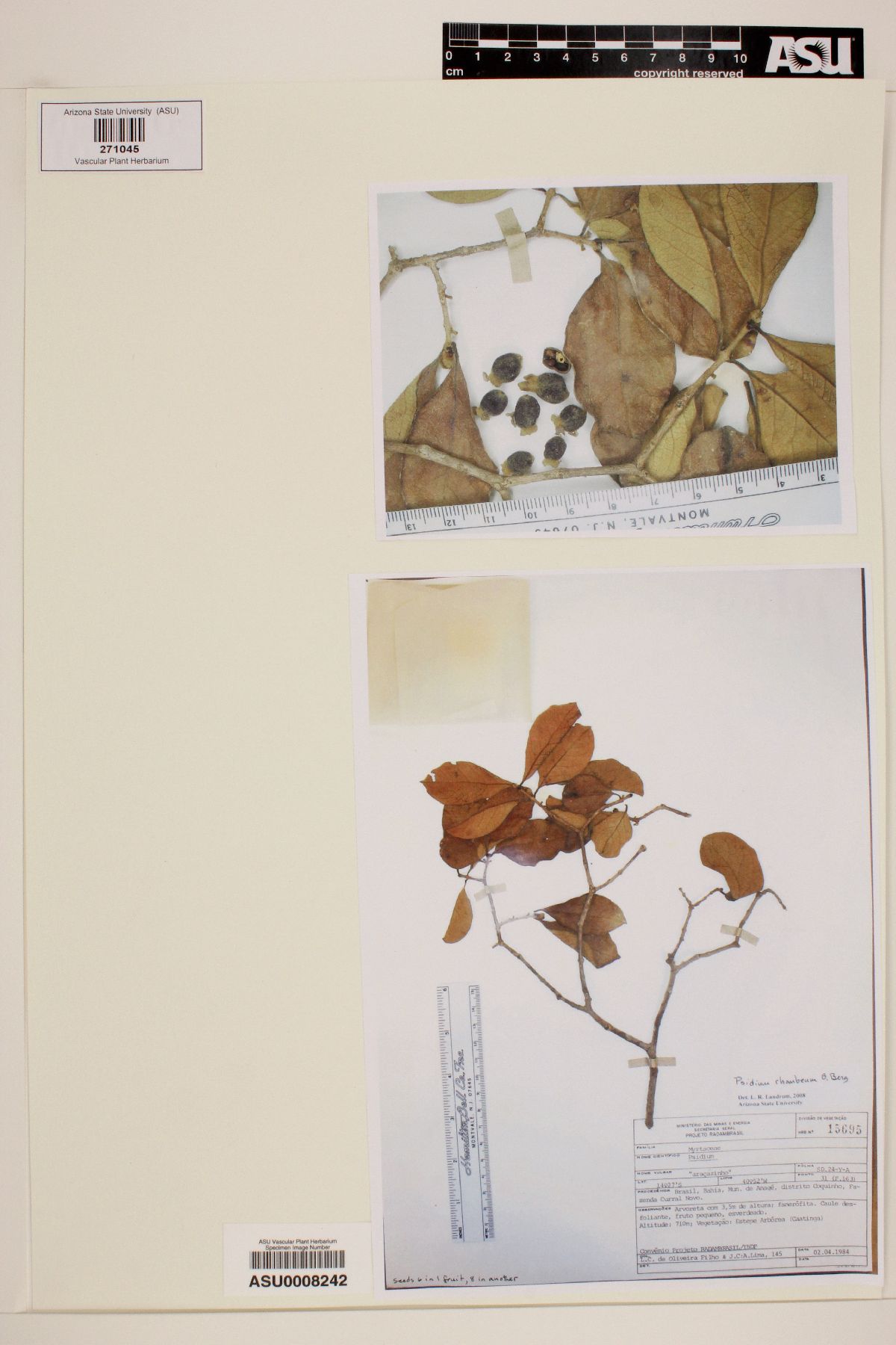 Psidium brevipedunculatum image
