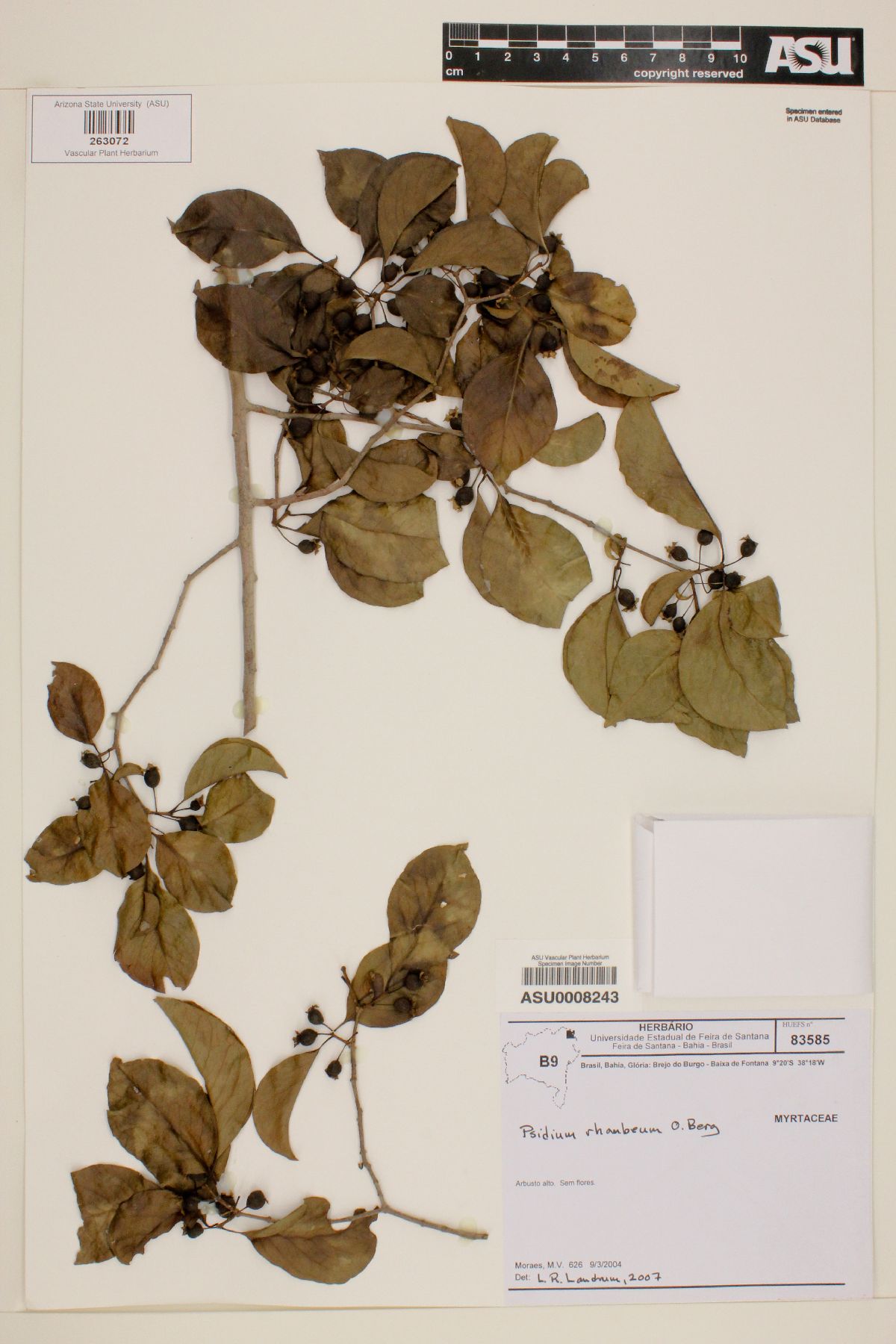 Psidium rhombeum image
