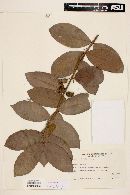 Psidium rufum image