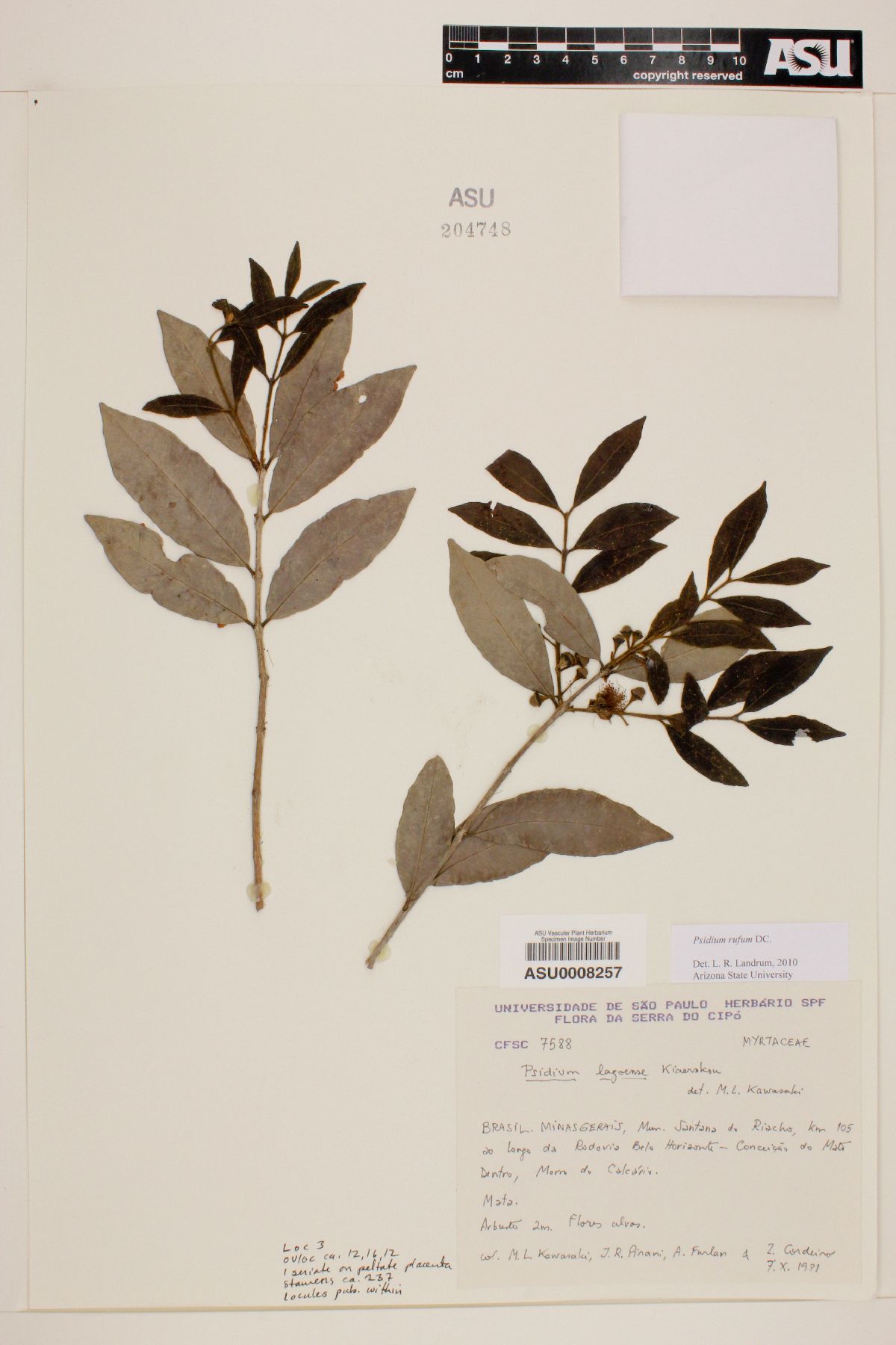 Psidium rufum image