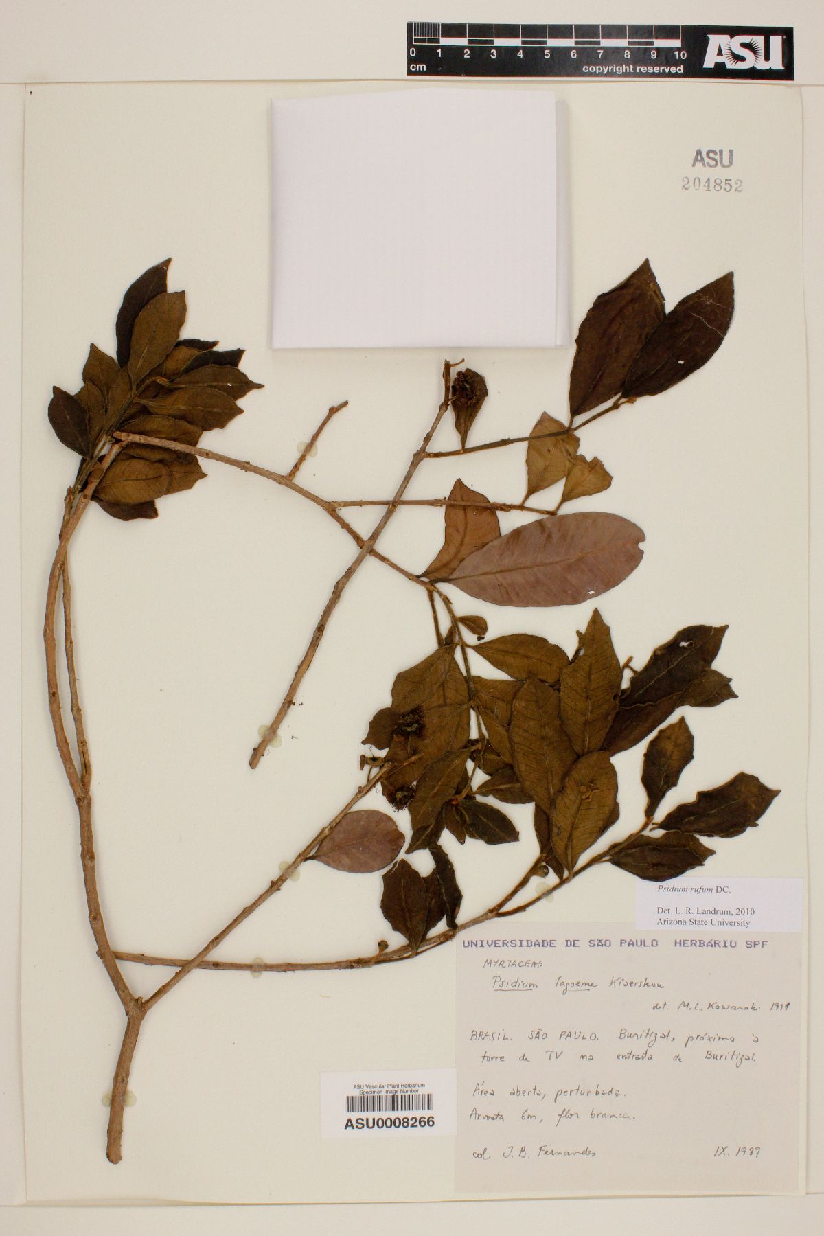 Psidium rufum image