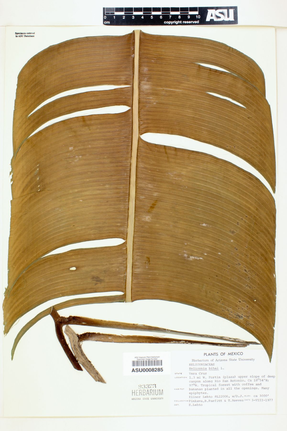 Heliconia bihai image