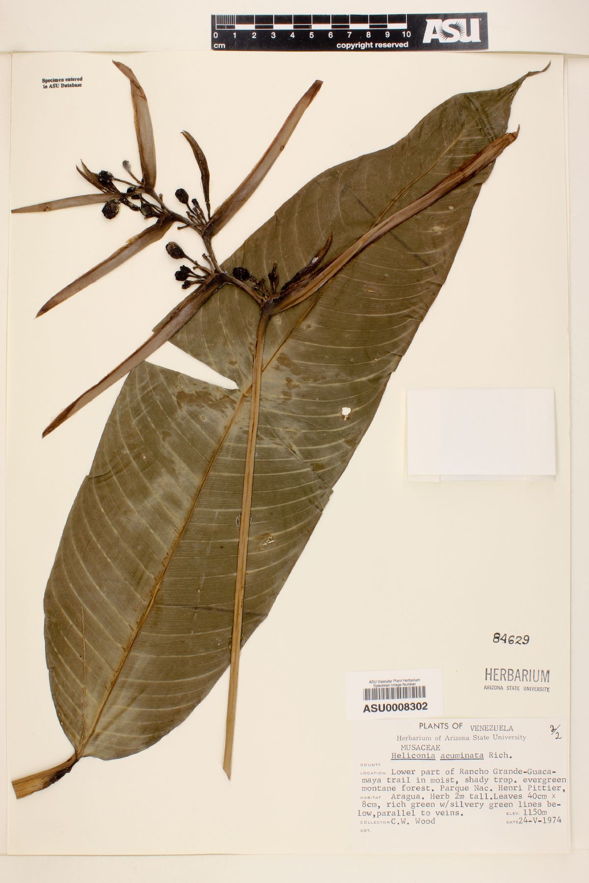 Heliconia acuminata image