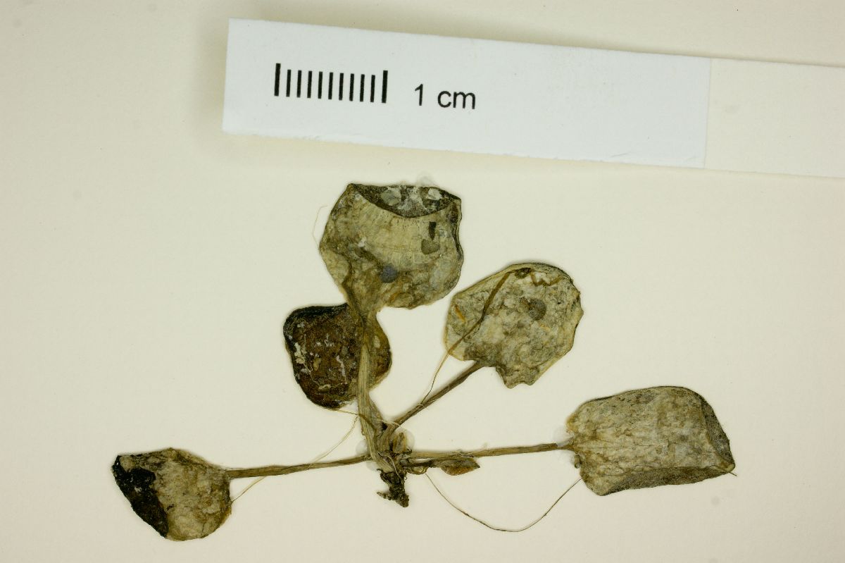 Limnobium stoloniferum image