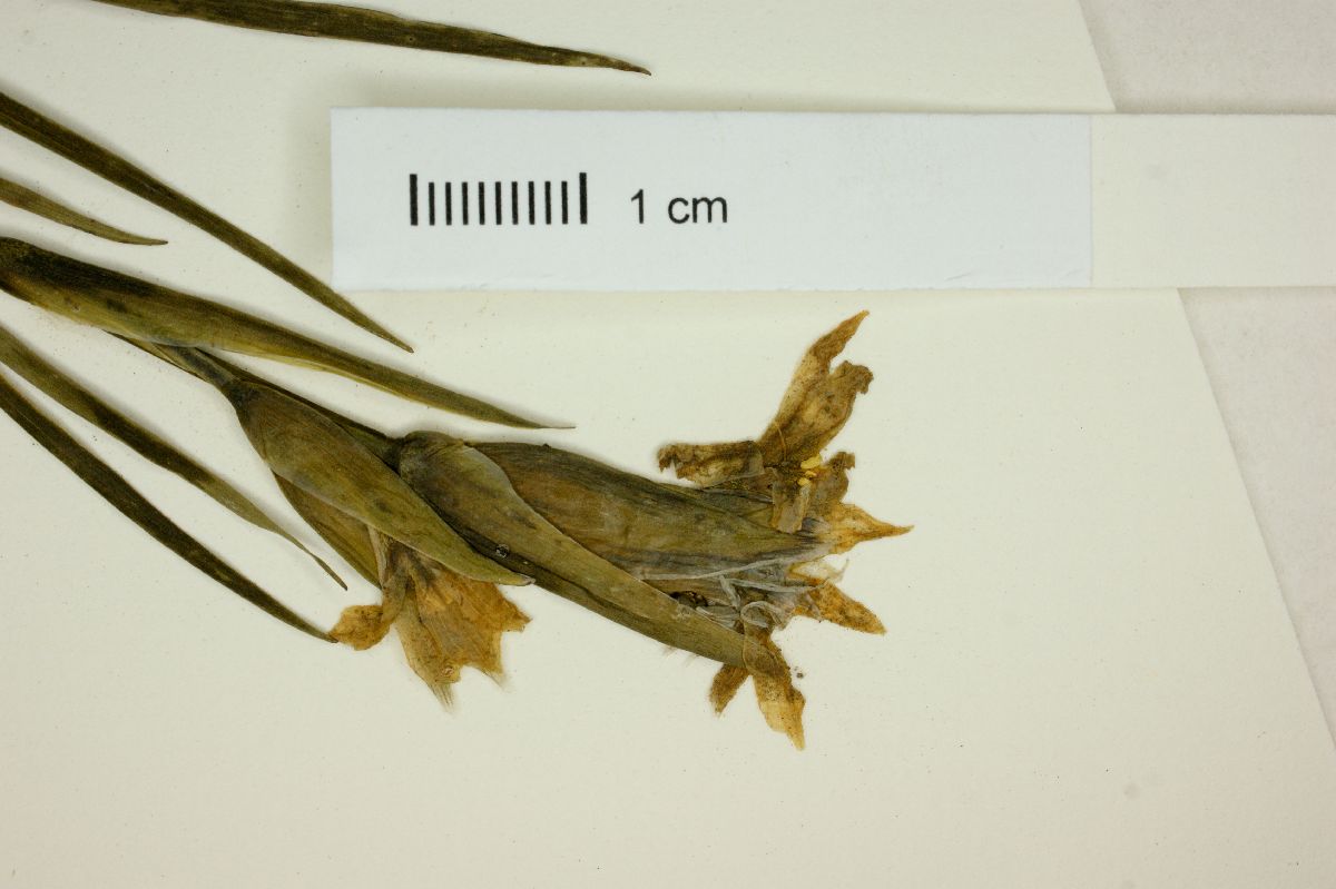 Sisyrenchium graminifolium image