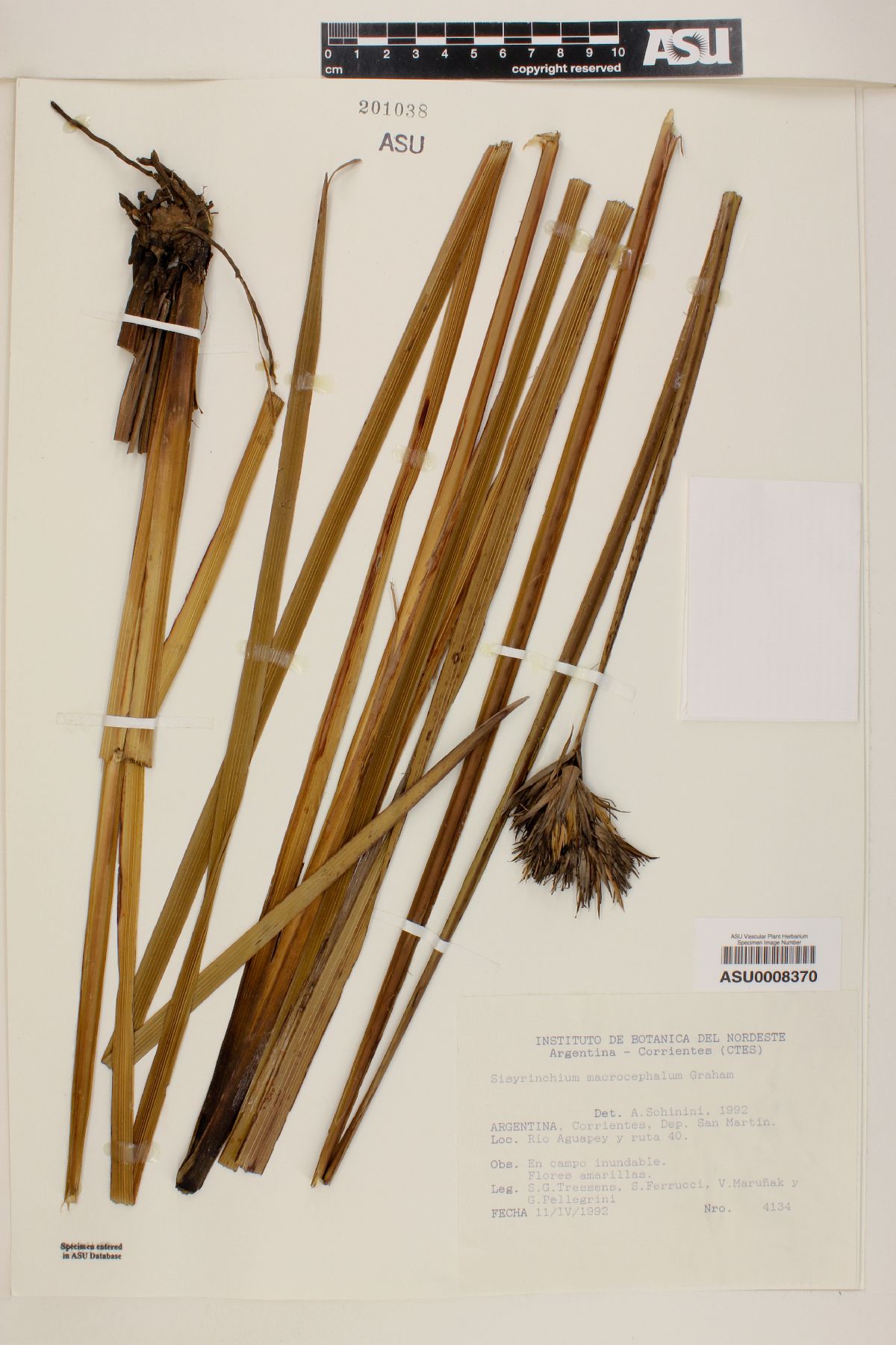Sisyrinchium macrocephalum image