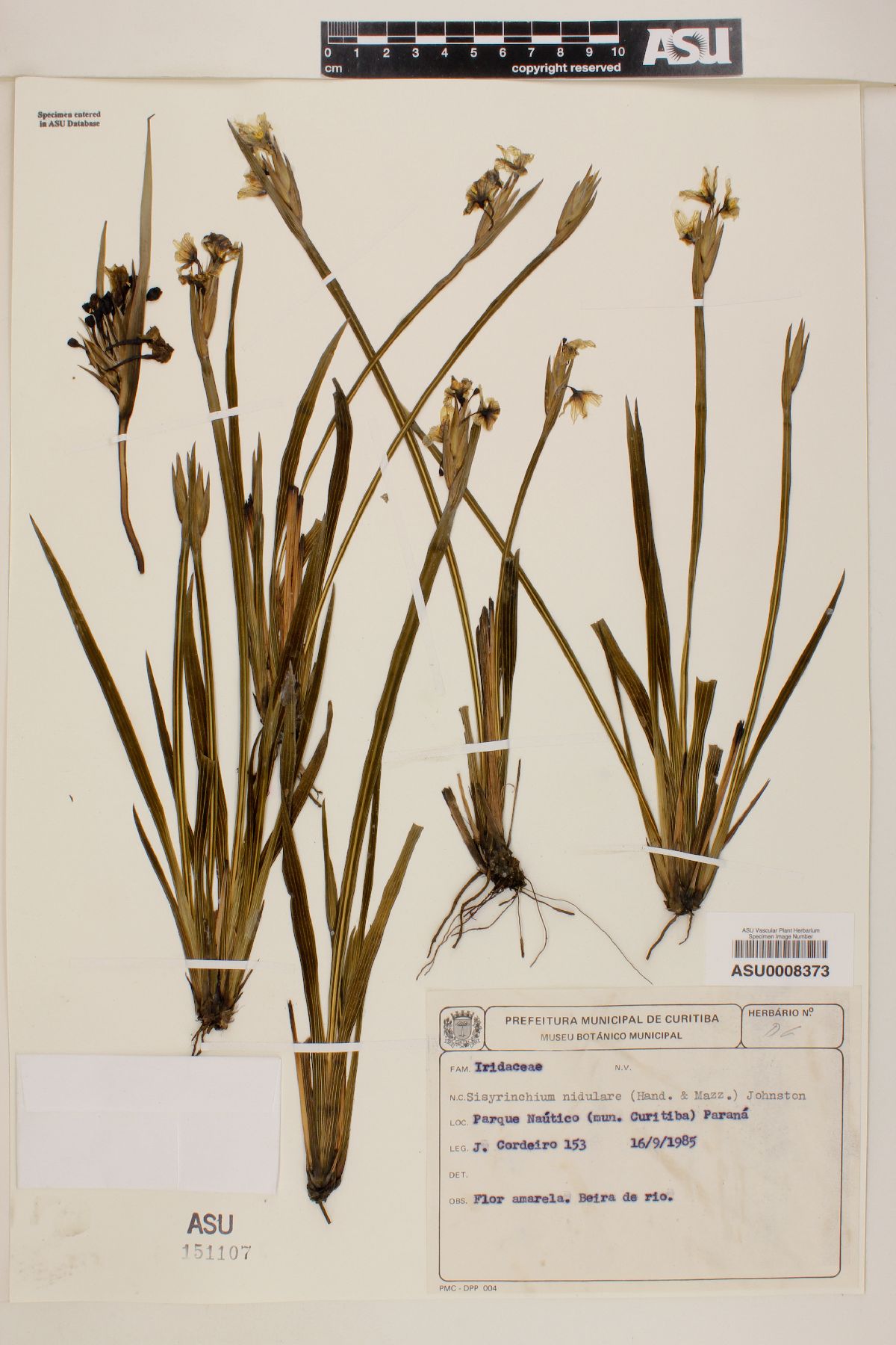 Sisyrinchium nidulare image