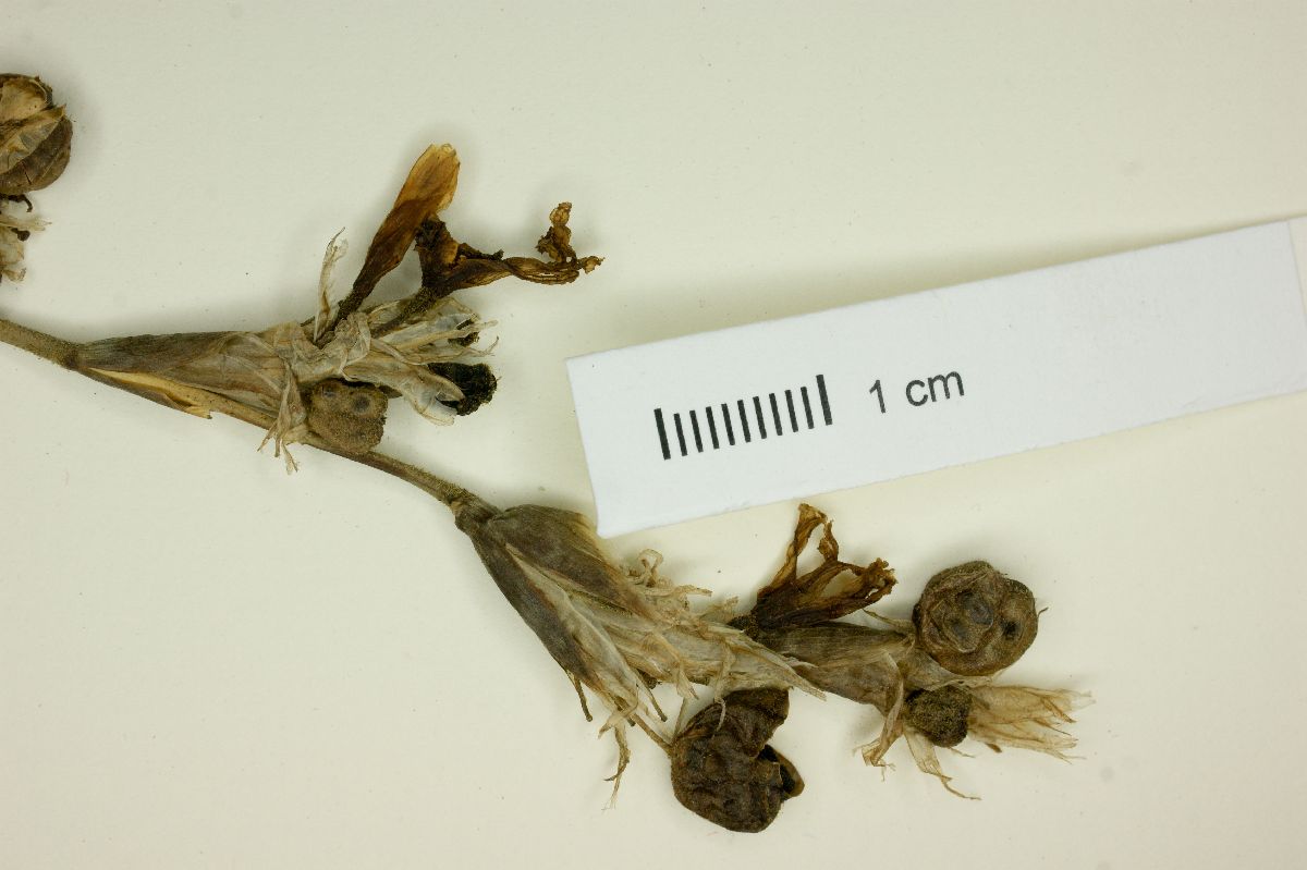Sisyrinchium palmifolium image