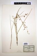 Juncus acuminatus image