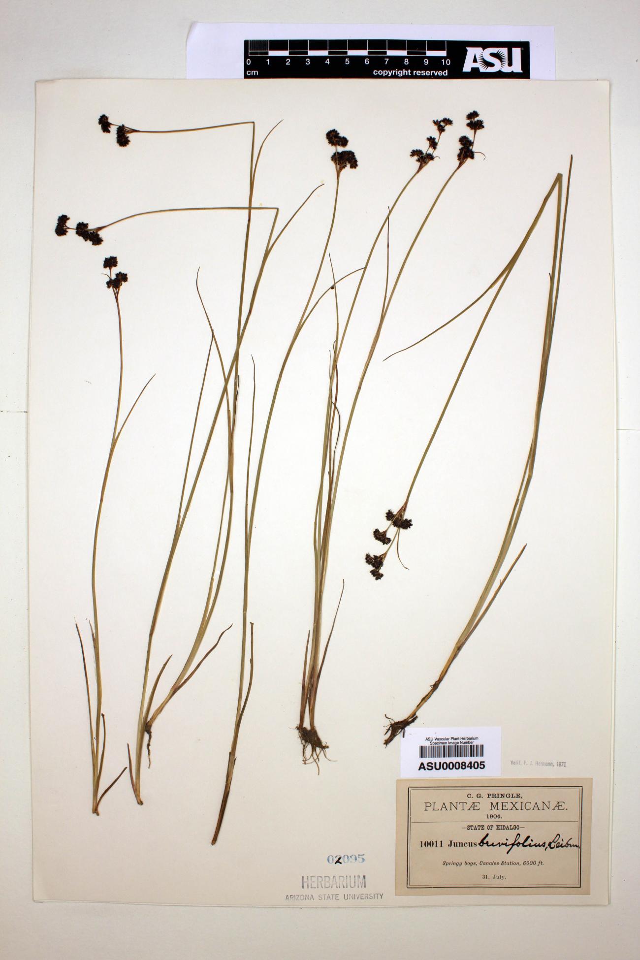 Juncus brevifolius image