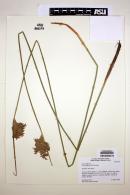 Juncus effusus image