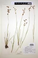 Juncus xiphioides image