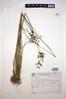 Image of Juncus microcephalus