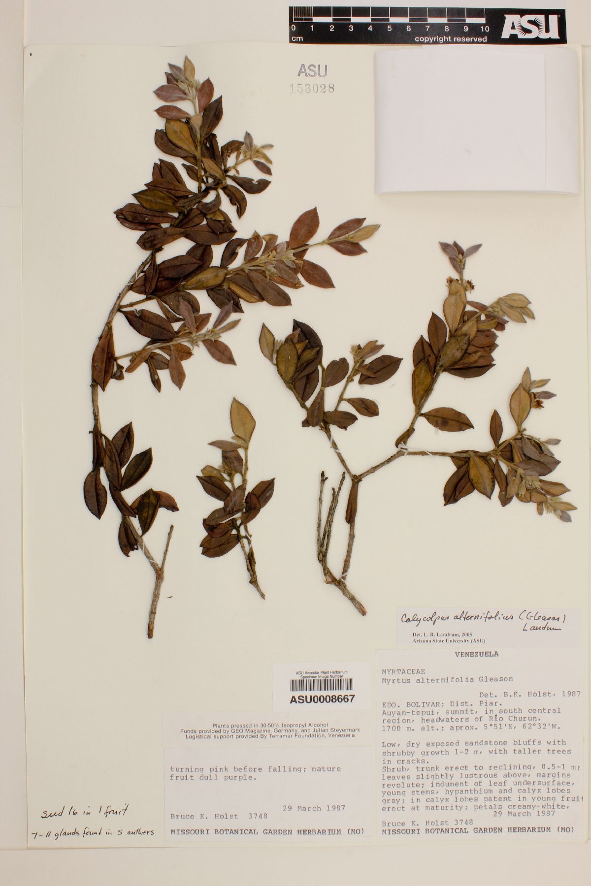 Calycolpus alternifolius image