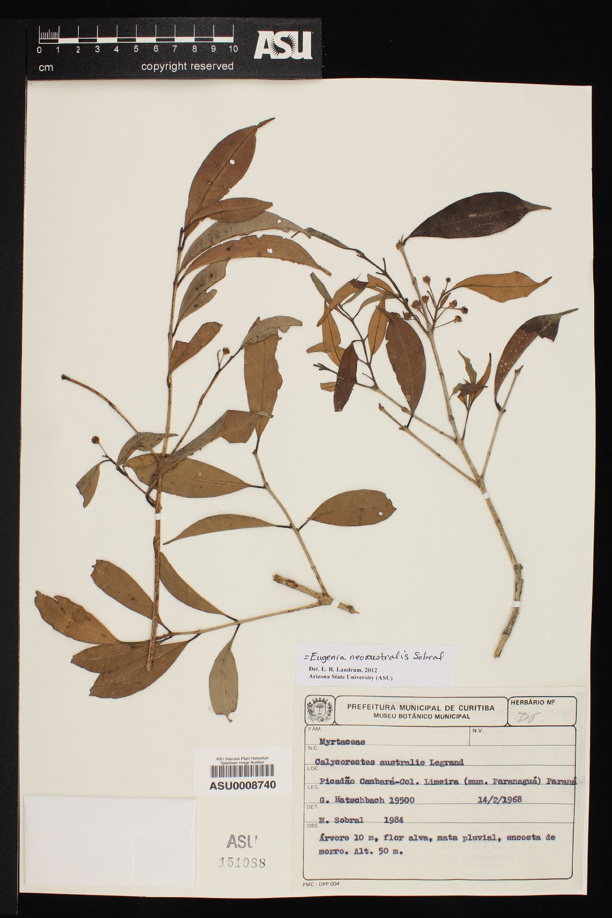 Eugenia neoaustralis image