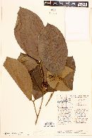 Calycorectes grandifolius image
