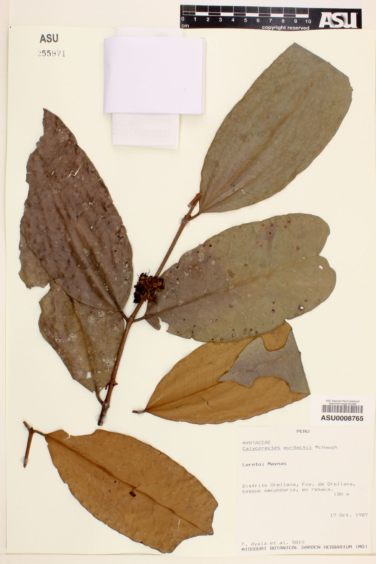 Calycorectes wurdackii image