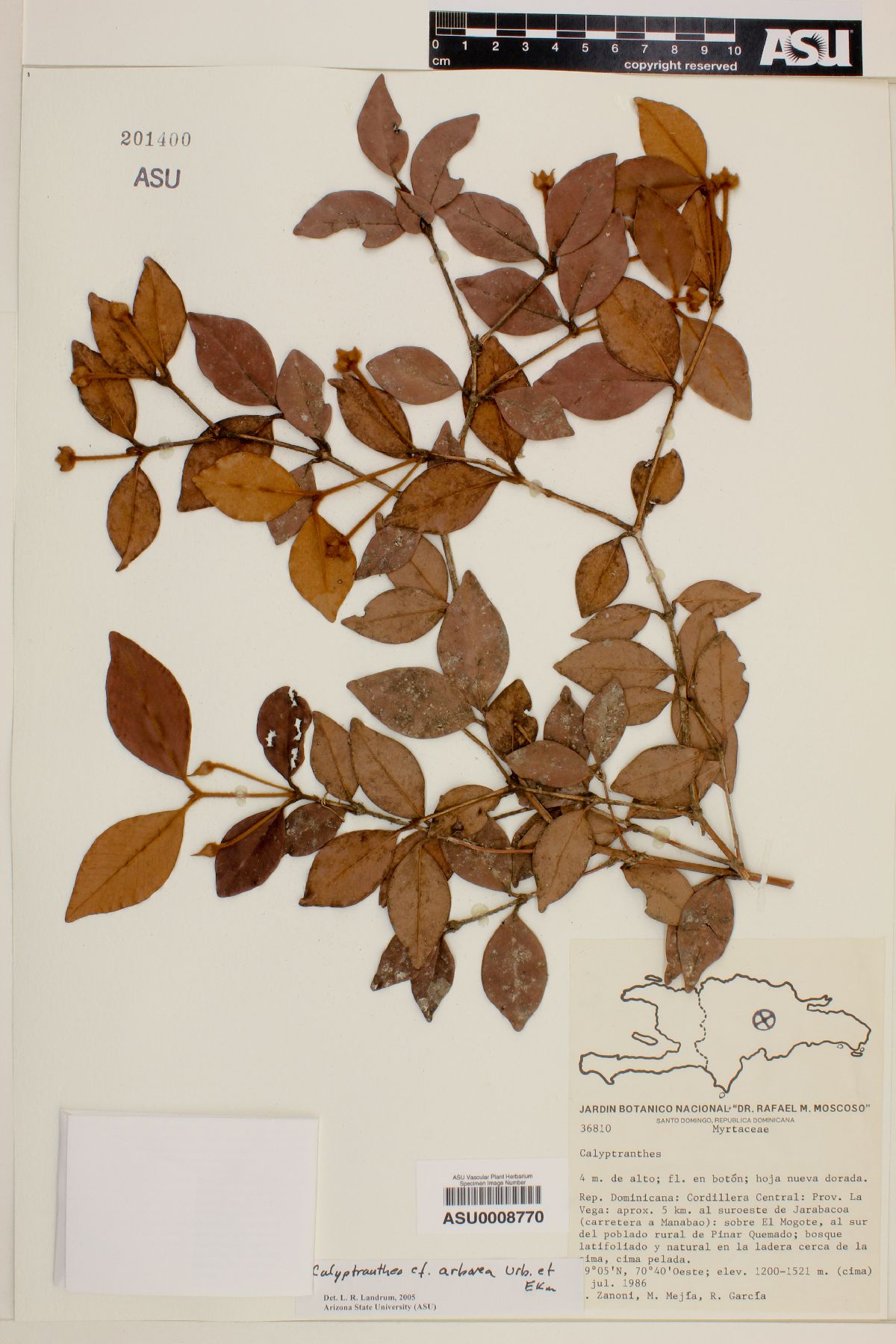 Calyptranthes arborea image