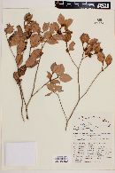Calyptranthes bracteosa image