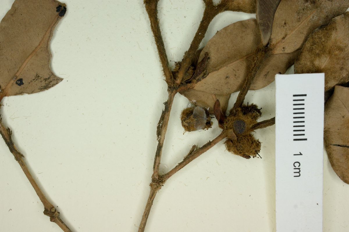 Calyptranthes bracteosa image