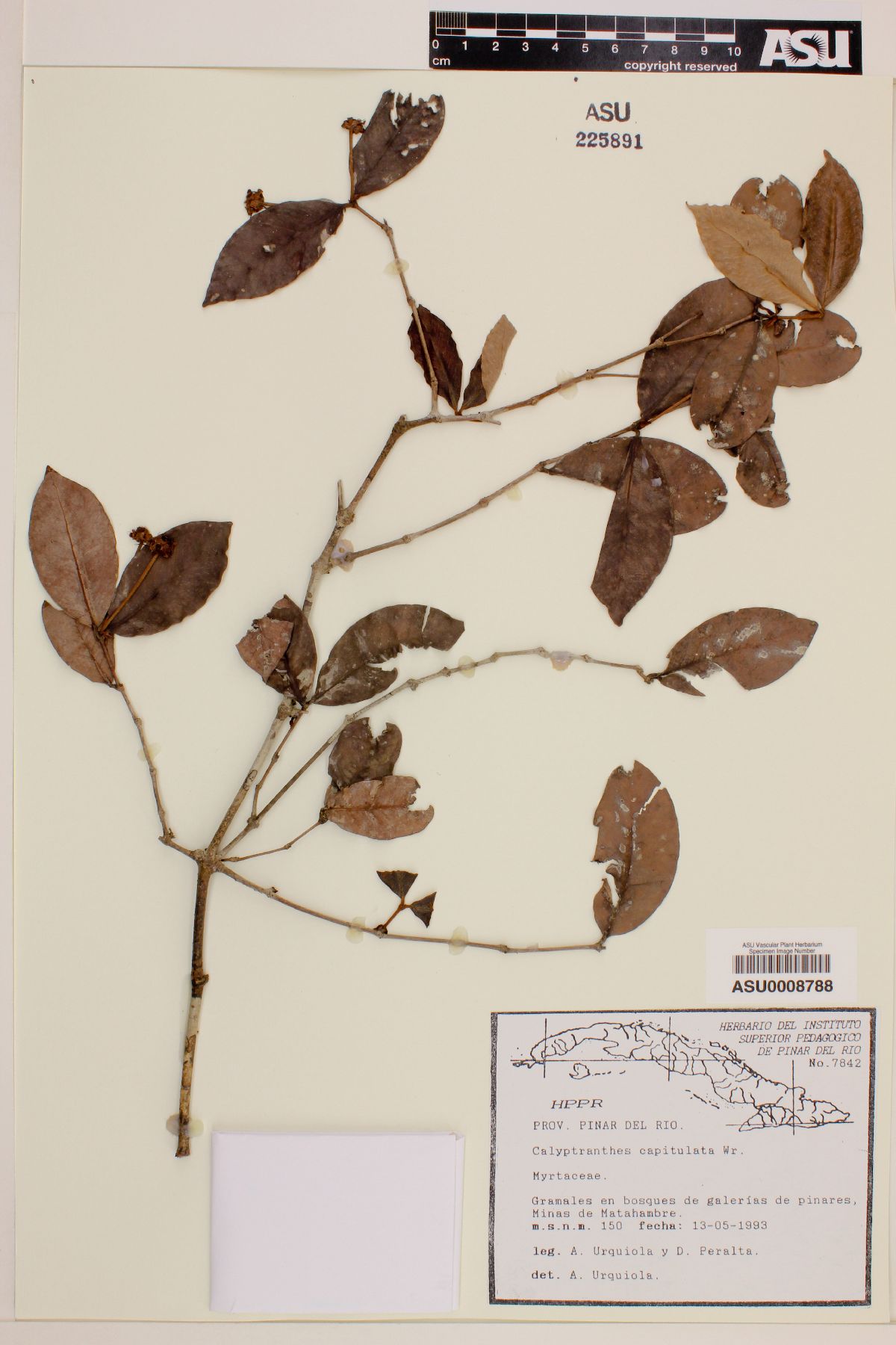 Calyptranthes capitulata image