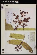Calyptranthes chiapensis image