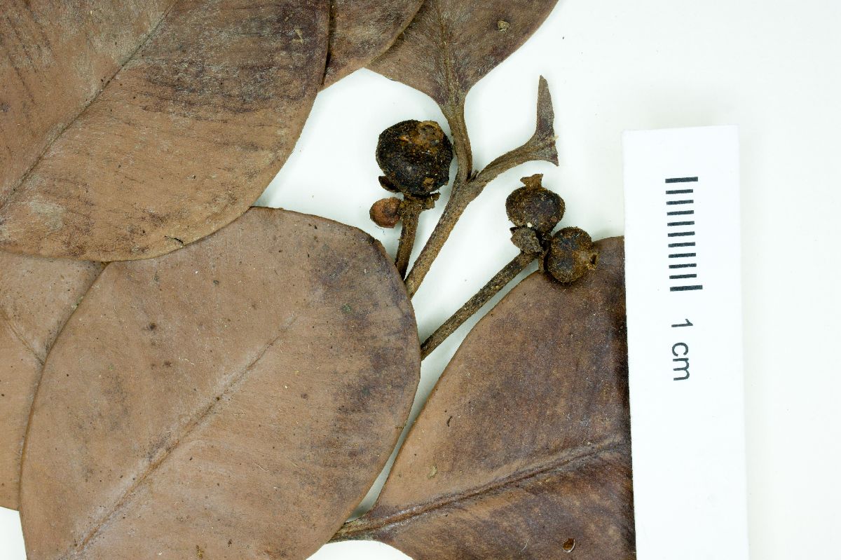 Calyptranthes chrysophylloides image