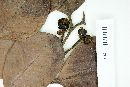 Calyptranthes chrysophylloides image