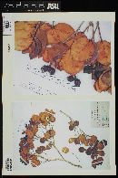 Calyptranthes clarendonensis image