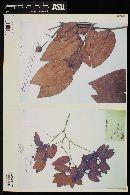 Calyptranthes contrerasii image
