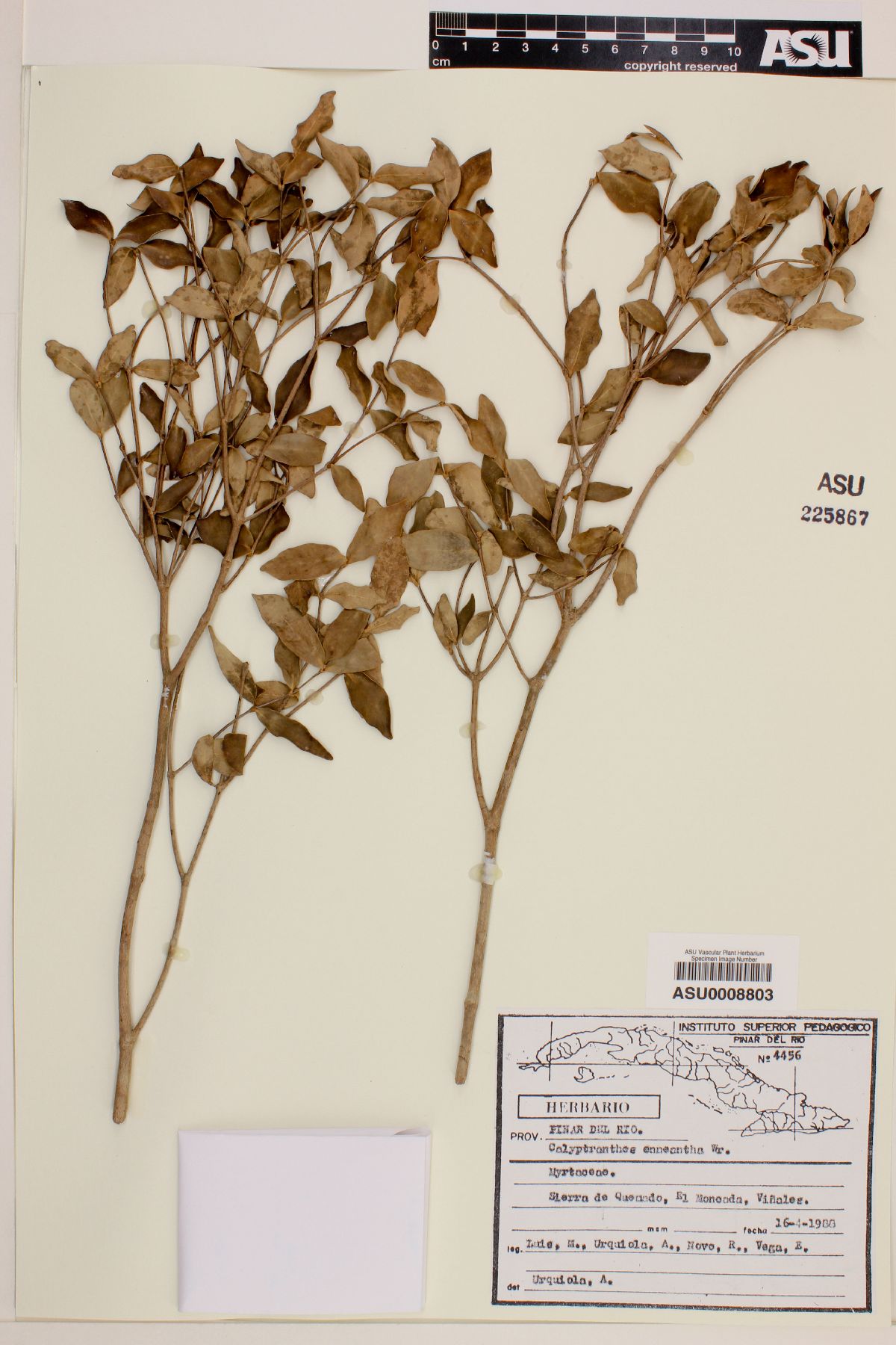 Calyptranthes enneantha image