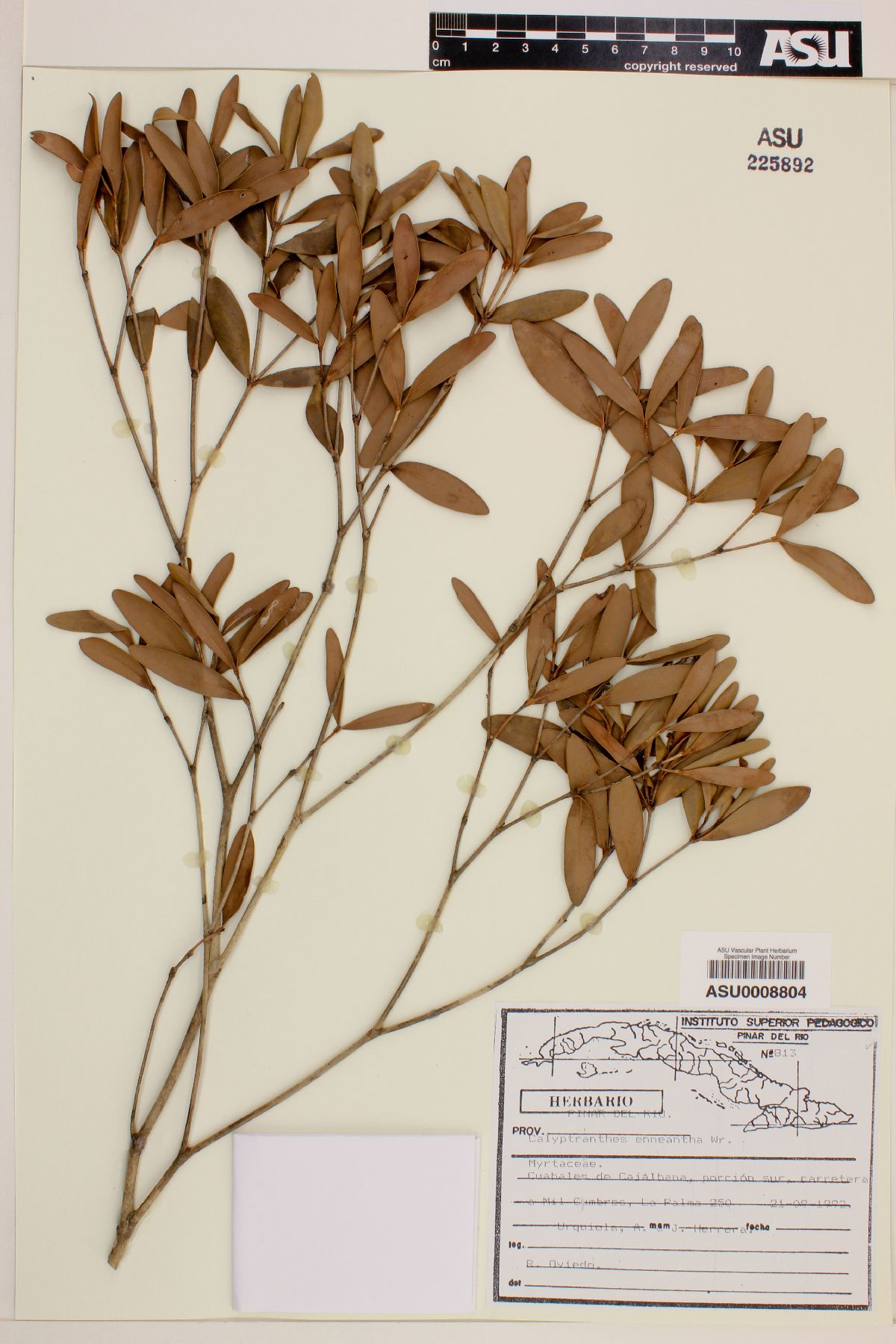 Calyptranthes enneantha image