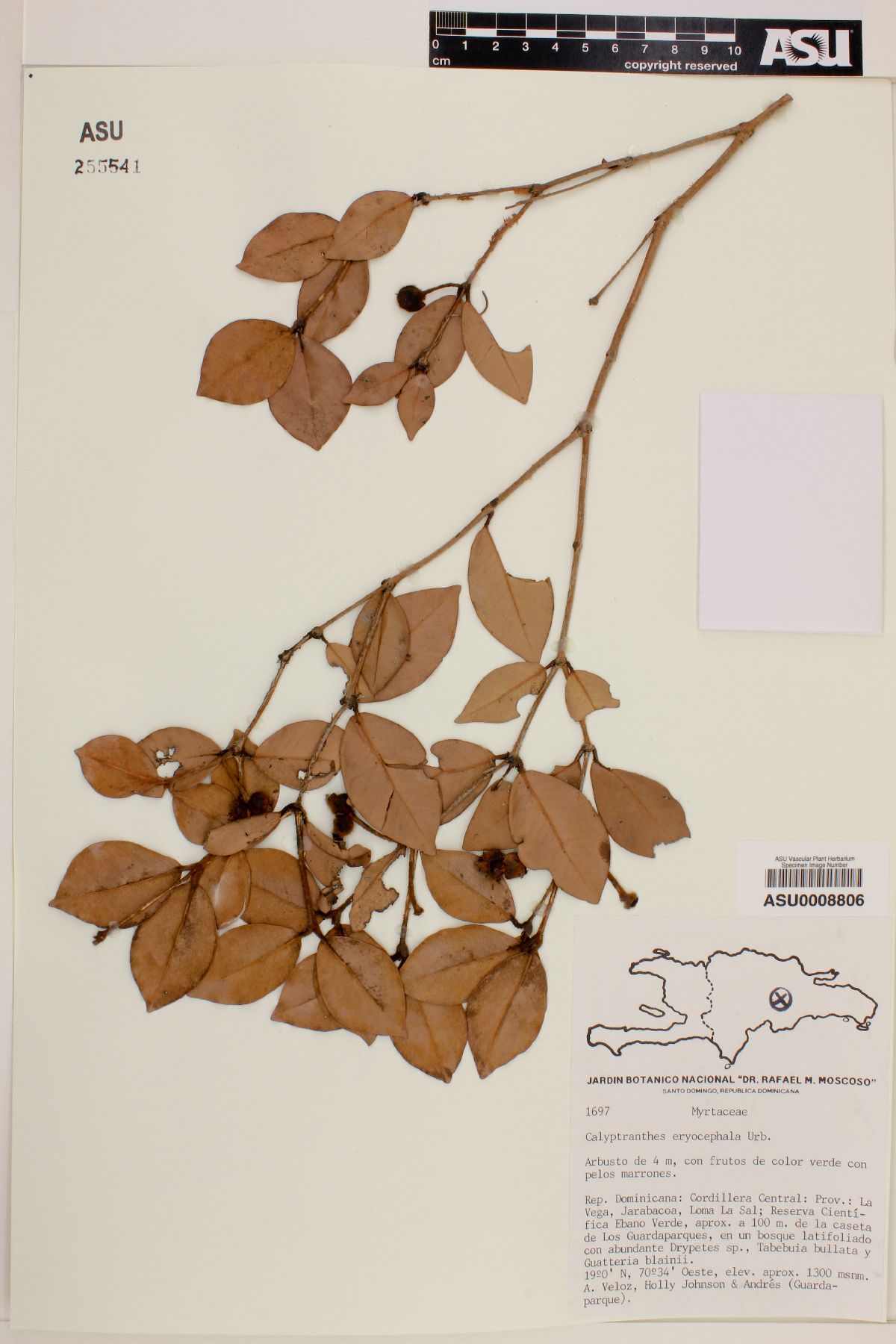 Calyptranthes eriocephala image