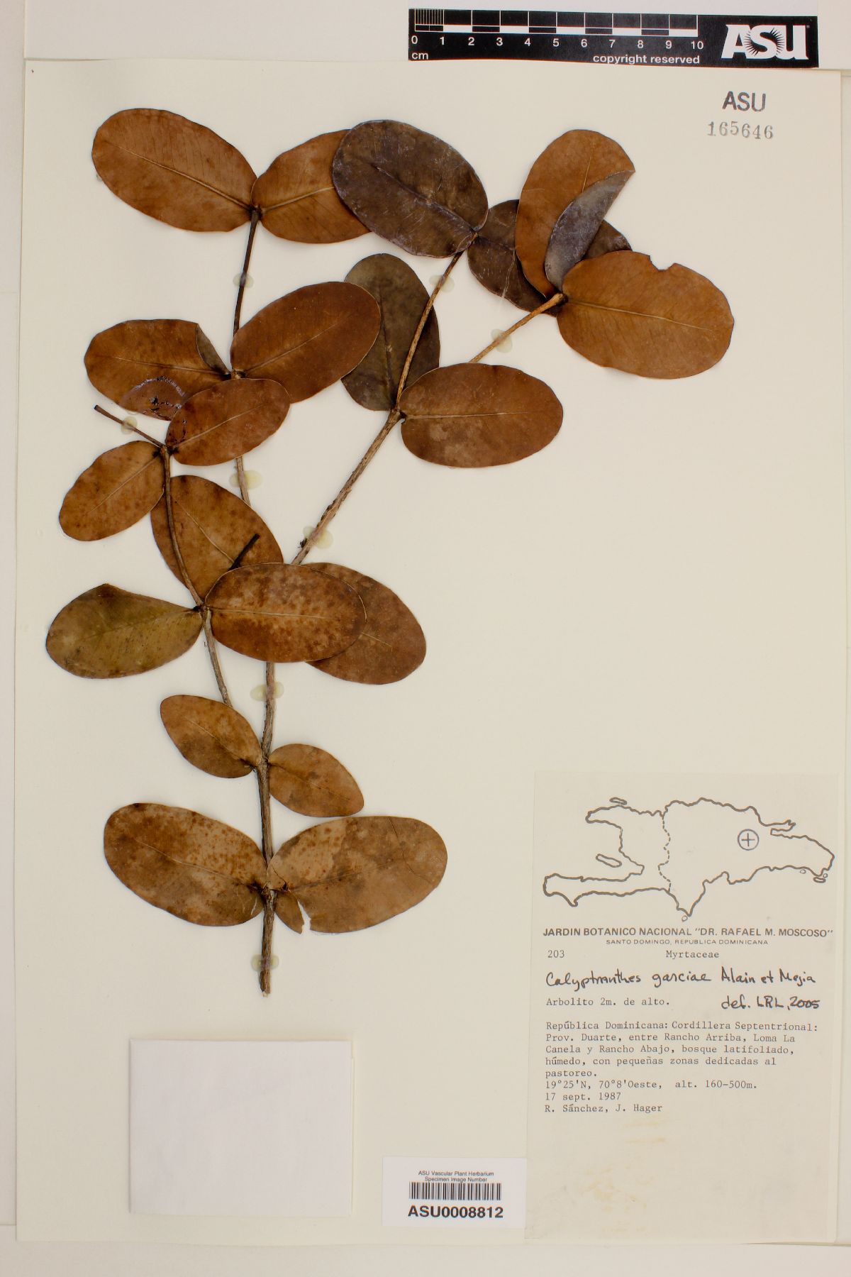 Calyptranthes garciae image