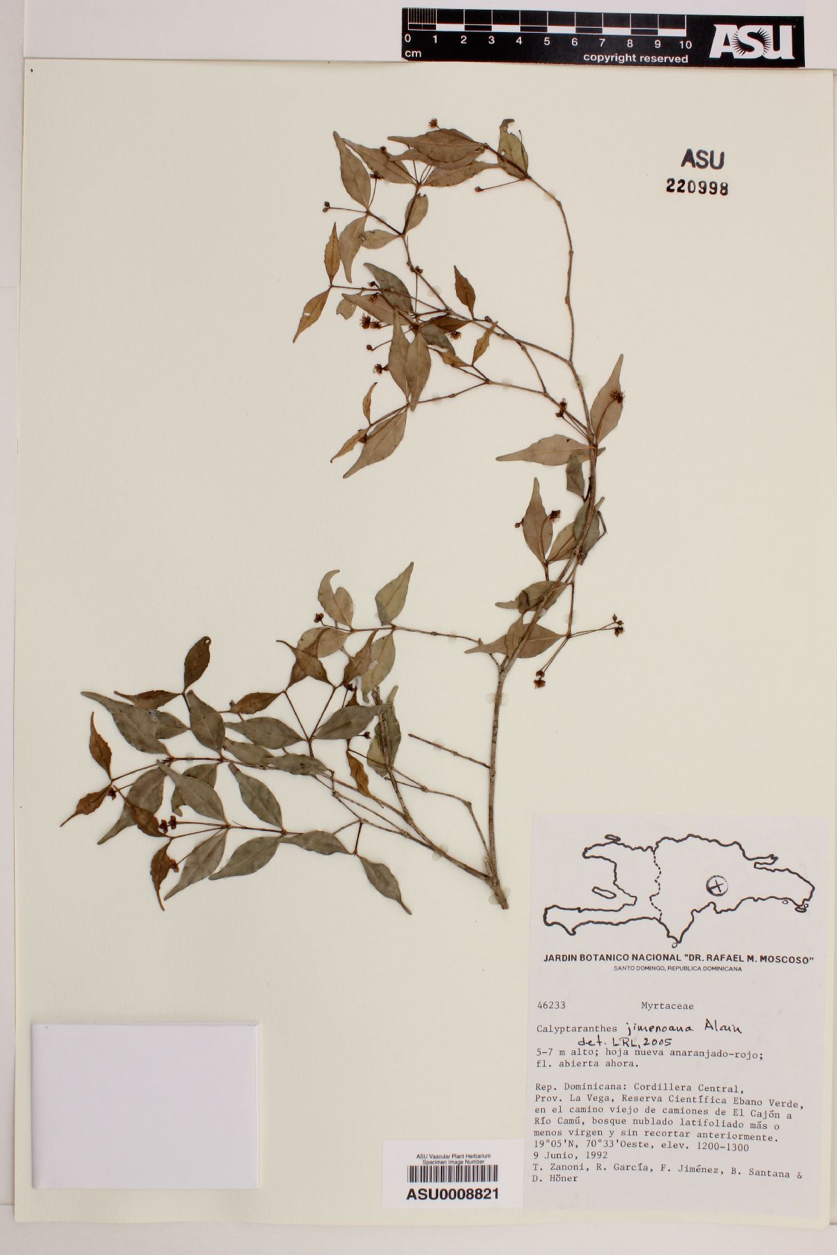 Calyptranthes jimenoana image