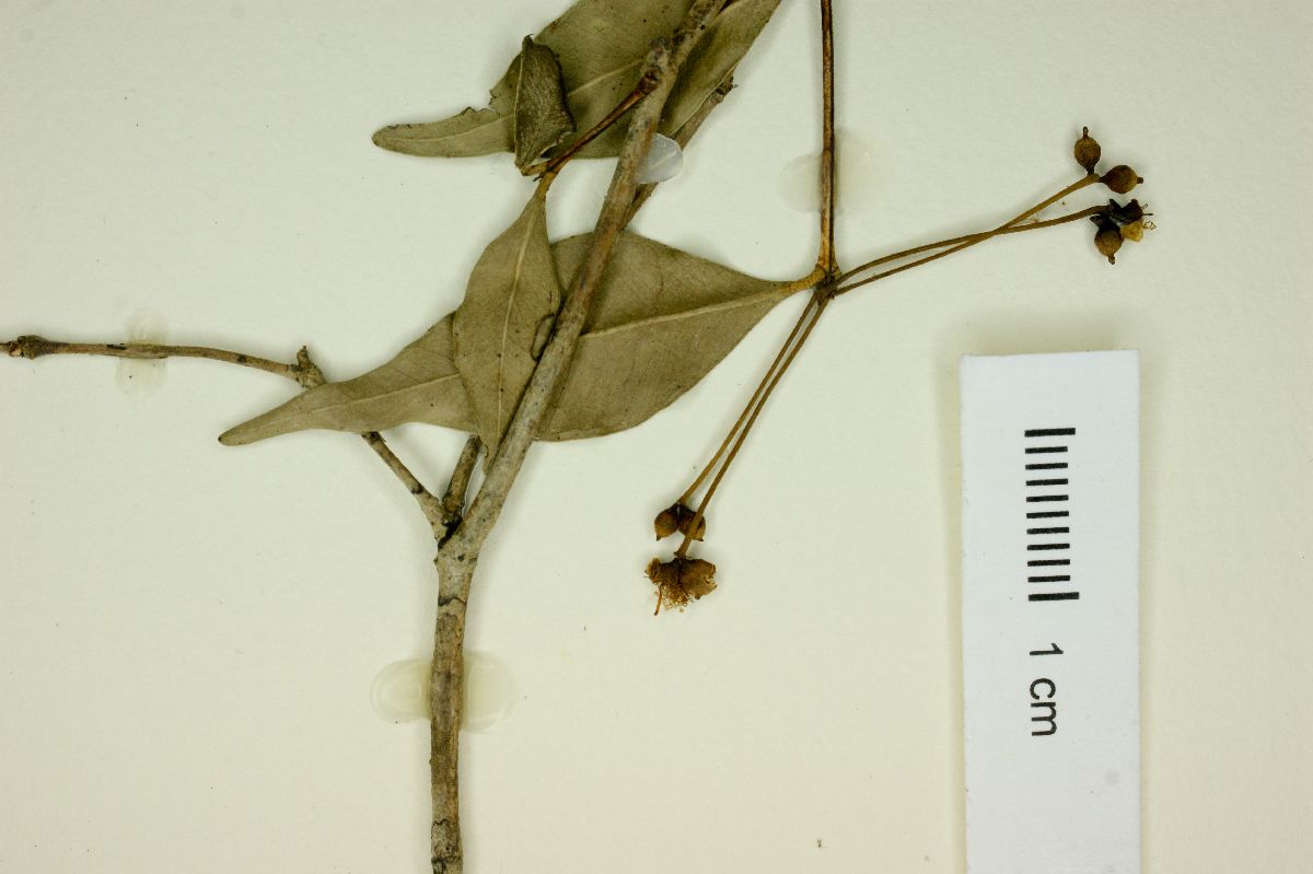 Calyptranthes jimenoana image
