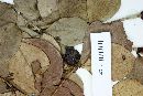 Calyptranthes mornicola image