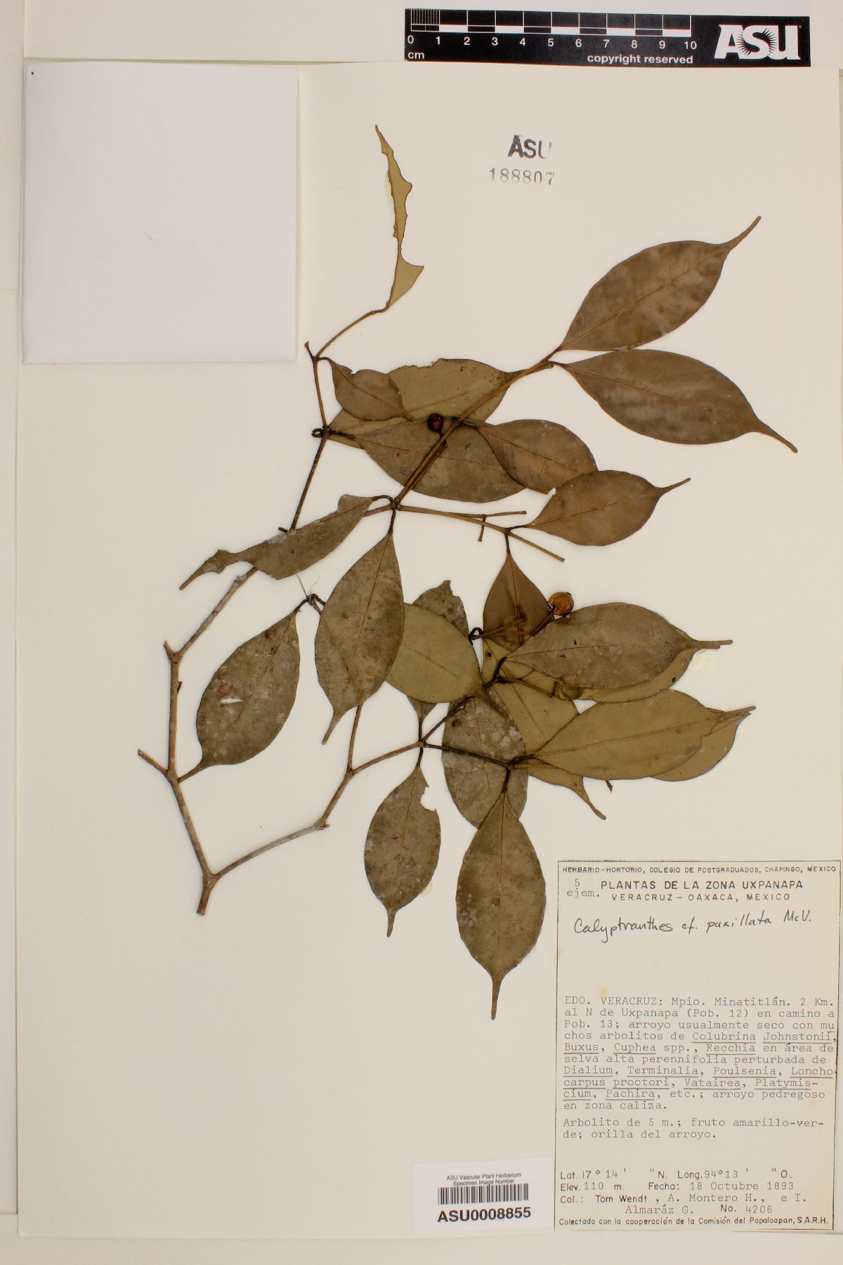 Calyptranthes paxillata image