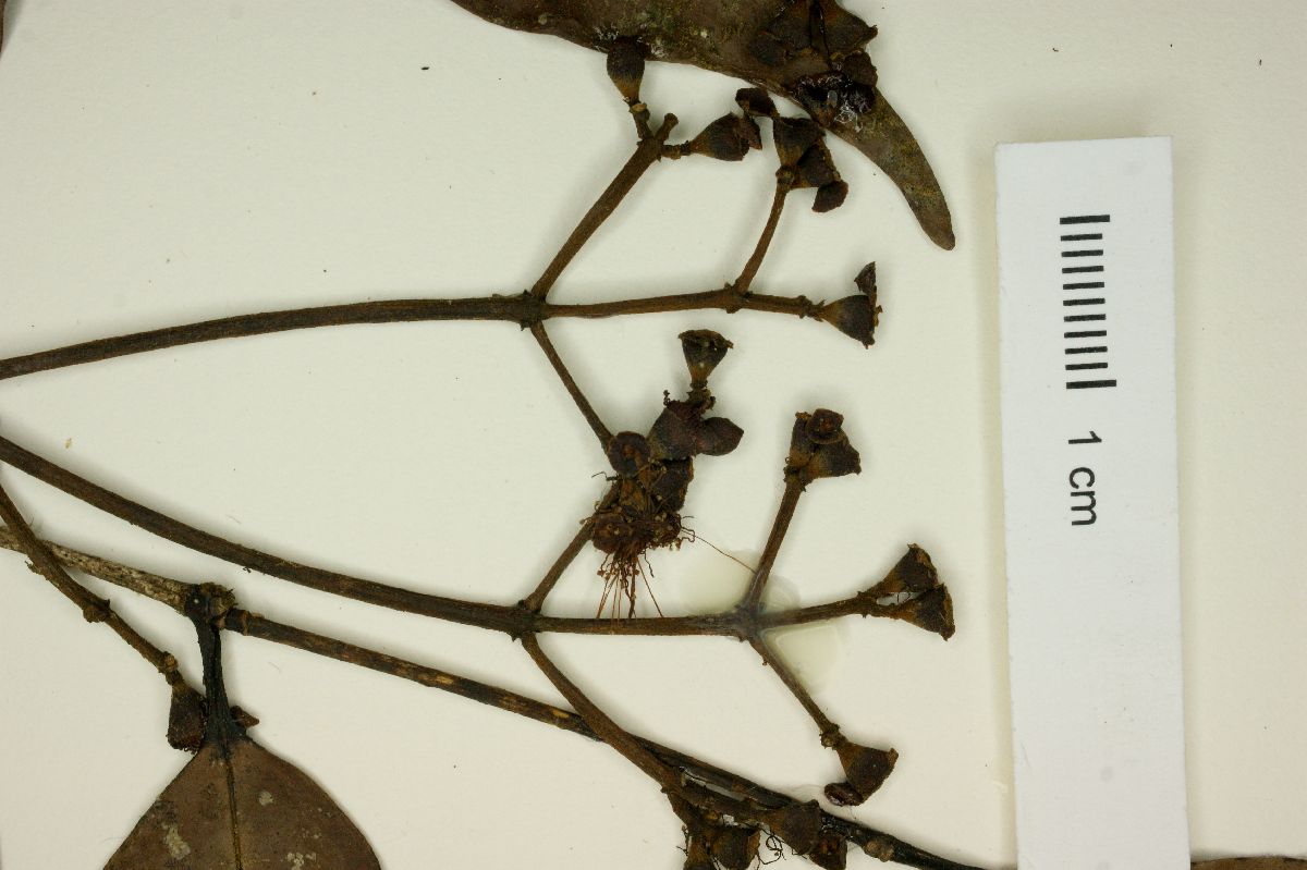 Calyptranthes paxillata image