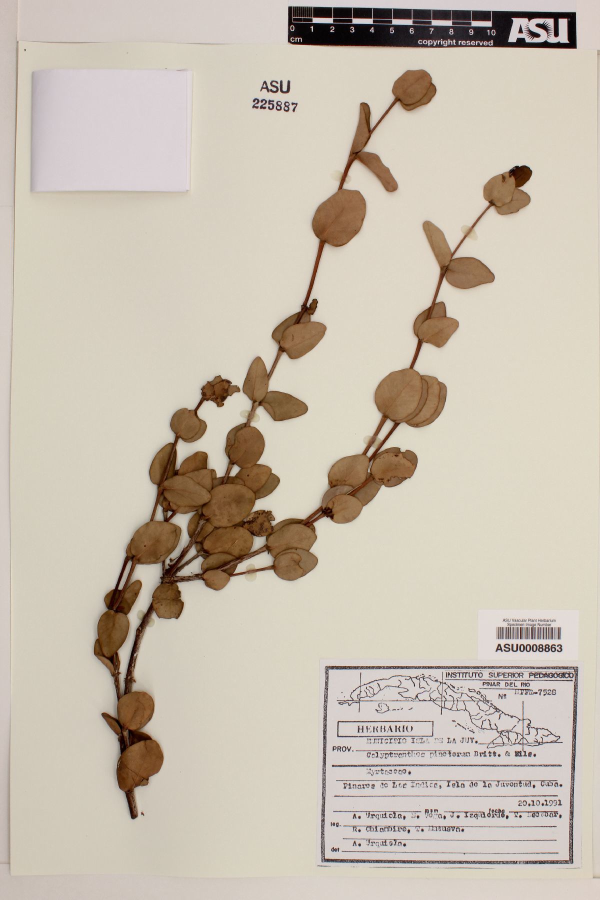 Calyptranthes pinetorum image