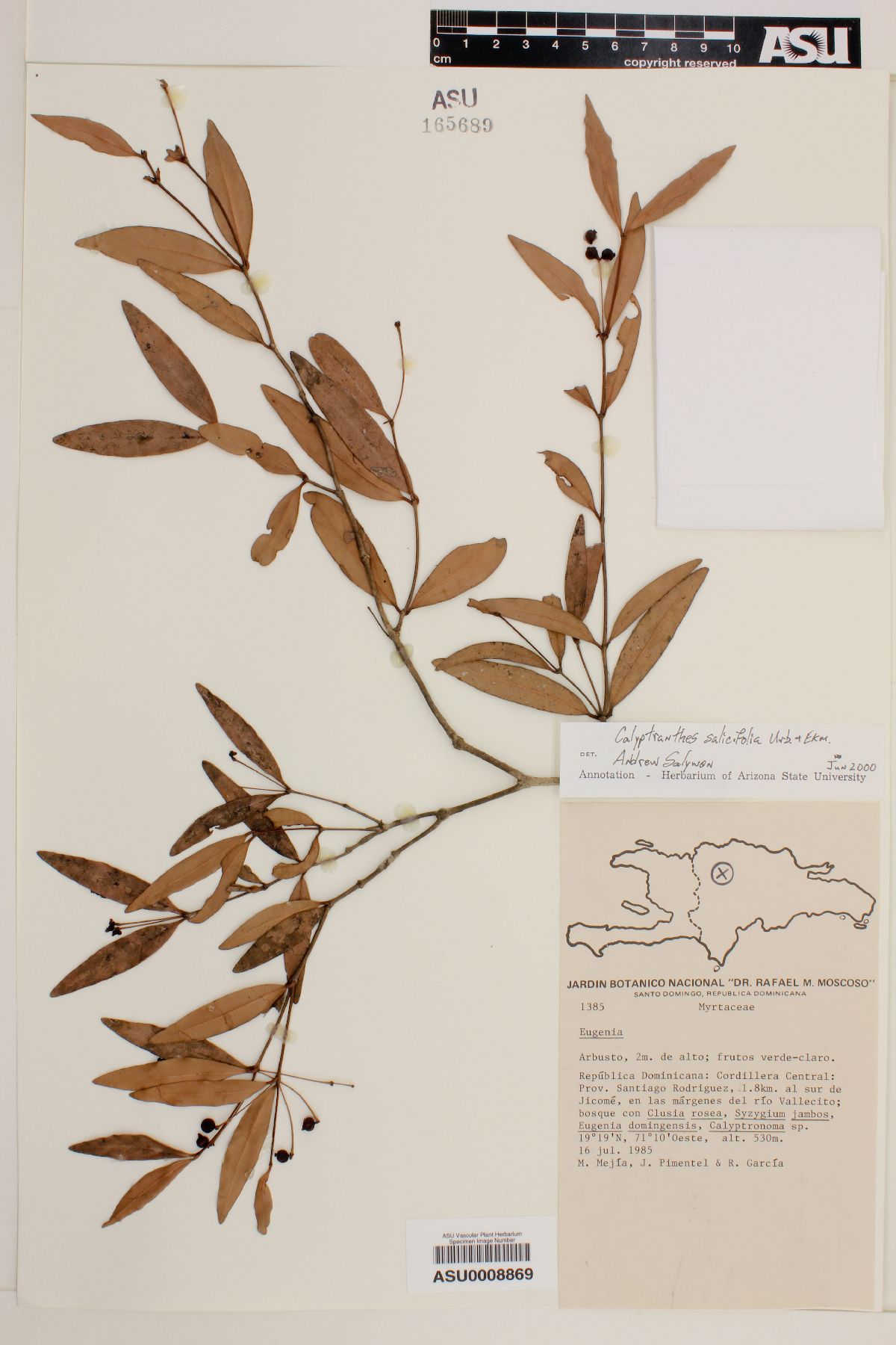 Calyptranthes salicifolia image