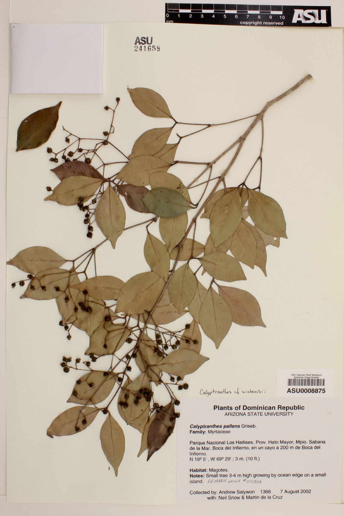 Calyptranthes sintenisii image